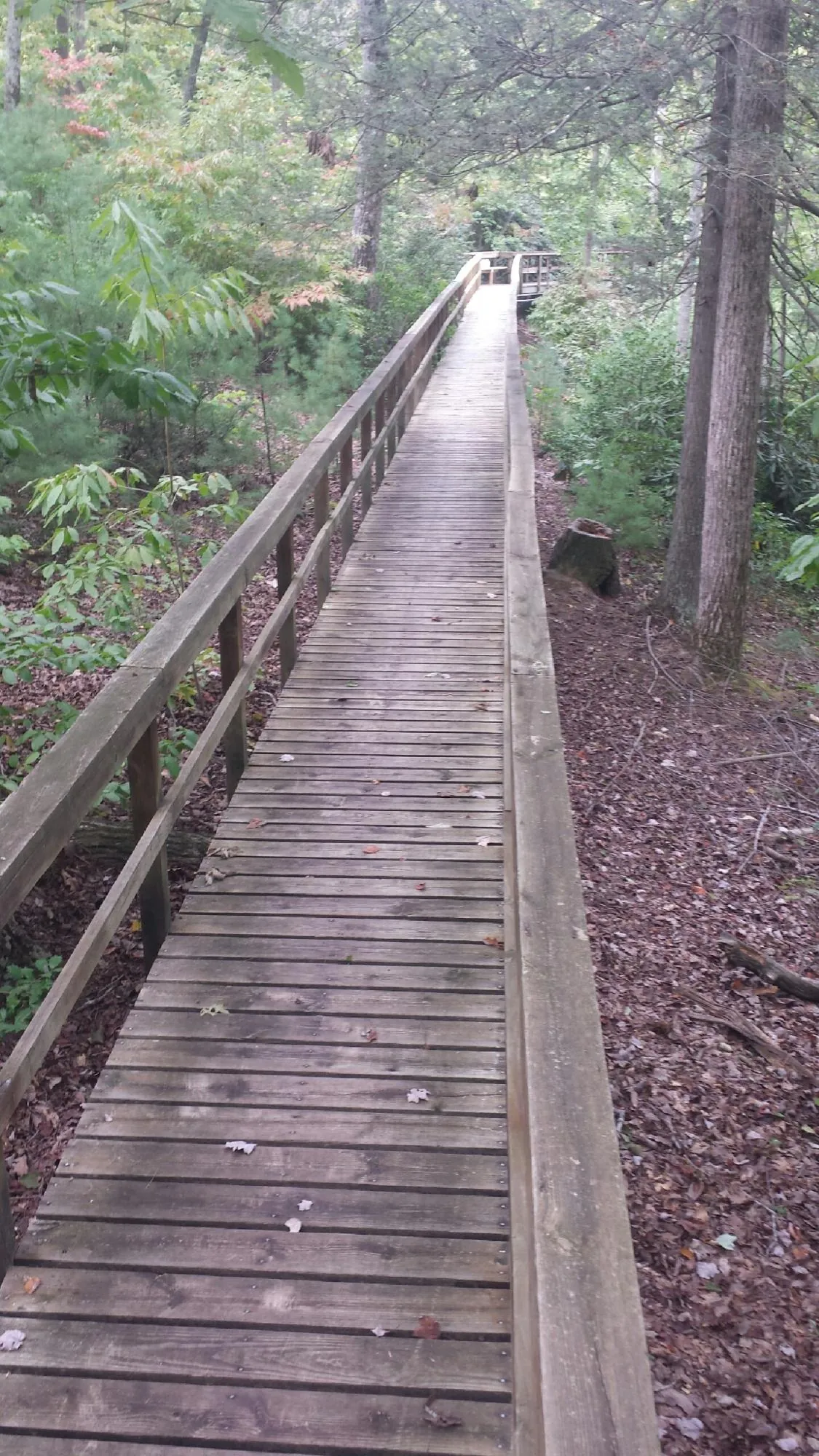 Long wood walkway with handrails built through the woods in Streetsboro